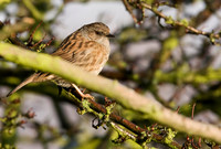 Dunnock