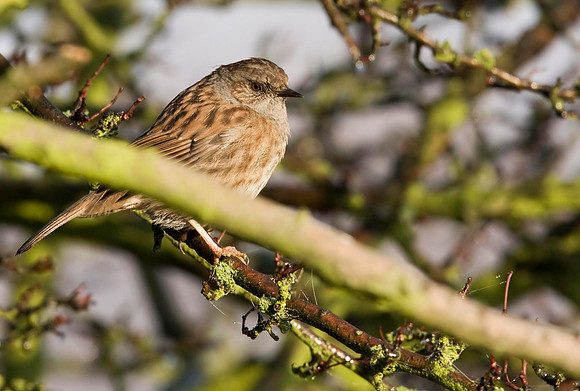 Dunnock