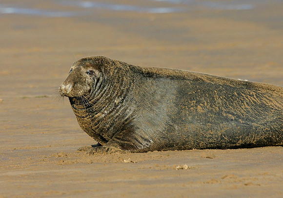 Bull Seal