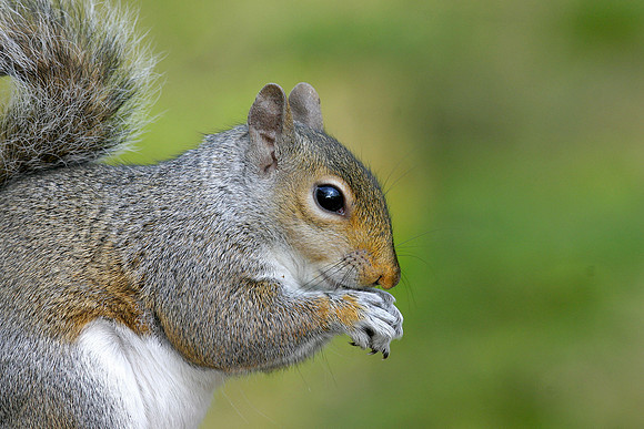 Grey Squirrel