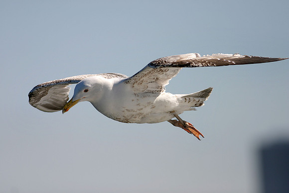 Herring Gull - juv in flight - Stockholm Sweden