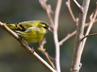 Wild Garden Birds