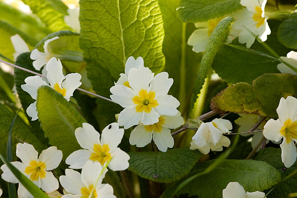 Wild Primrose