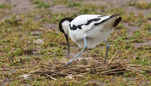 Avocet turning eggs.
