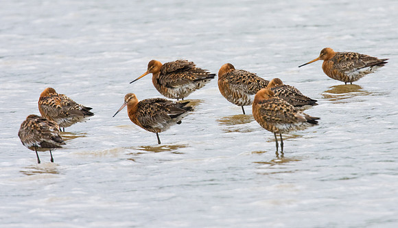 Black-tailed Godwits