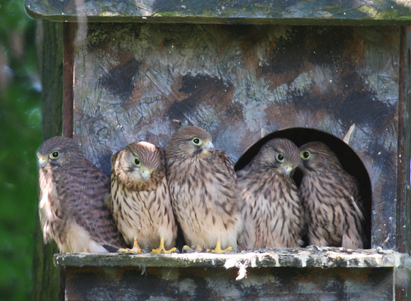 Young Kestrels