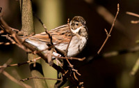Reed Bunting female.