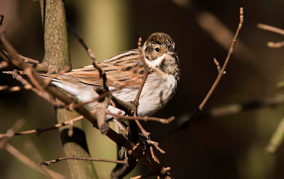 Reed Bunting female.