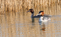 Great Crested Grebe breeding pair.