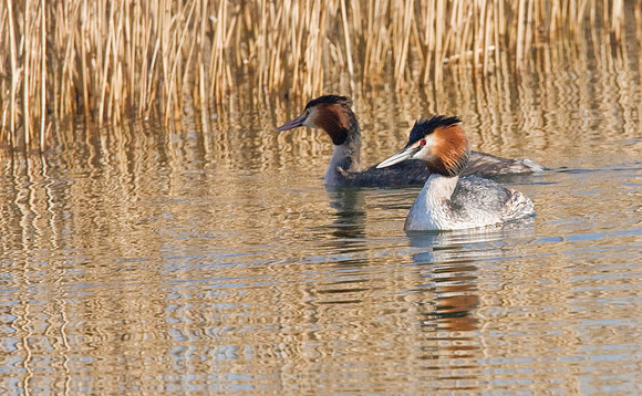 Great Crested Grebe breeding pair.