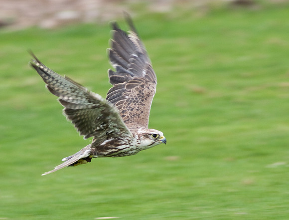 Saker Falcon in flight