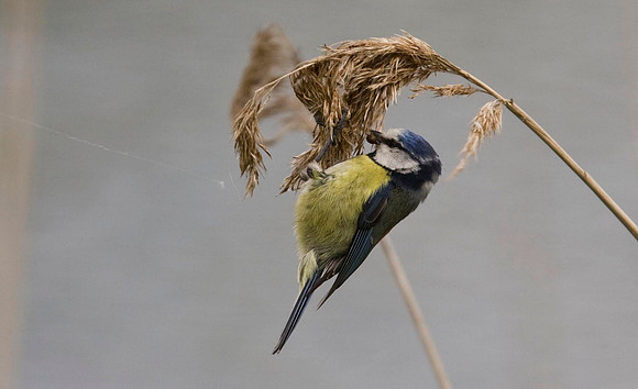 Blue tit on reed.