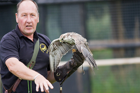 Rushmore Falcon Centre