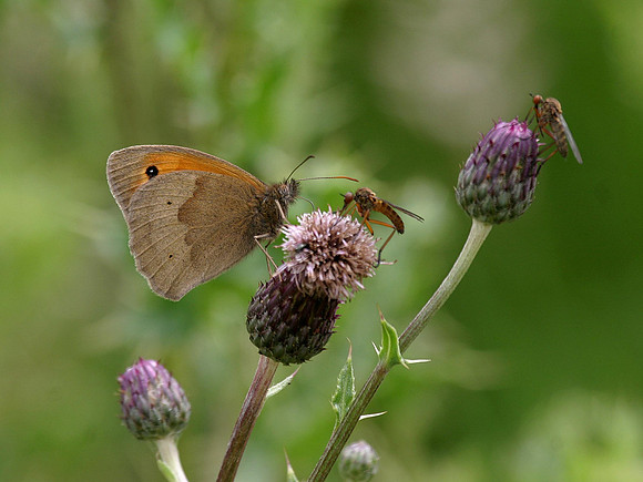 Meadow Brown
