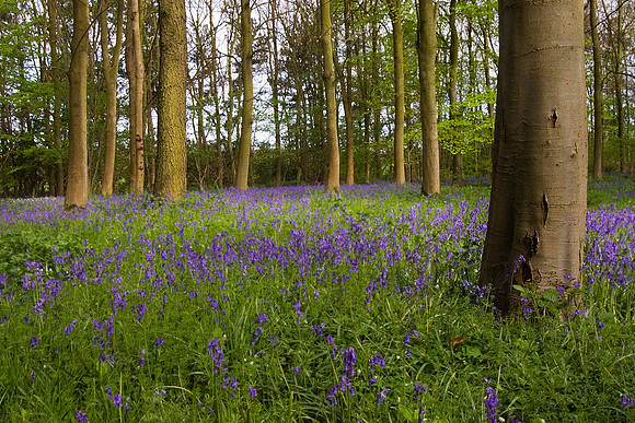 Rigsby Bluebell wood