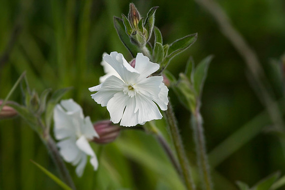 White Campion