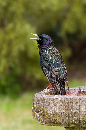 CRW_6600Starlings bathing2 - May 5