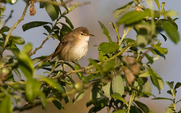 Reed Warbler