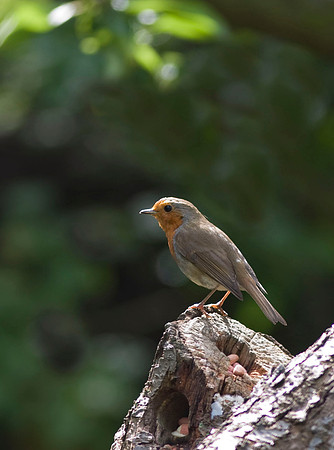 CRW_7285Robin - June 21