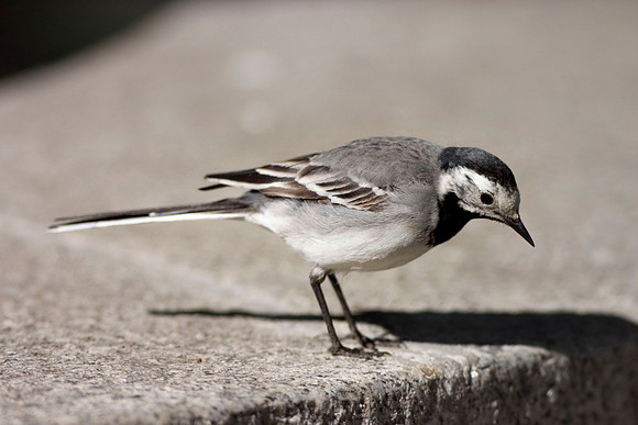 White Wagtail - Oslo Norway