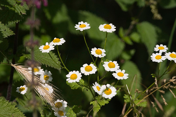 Feverfew
