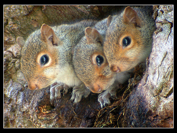 3 baby Squirrels I digiscoped a few years ago. This hole is only 6 inches wide.