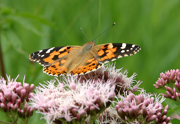 Painted Lady