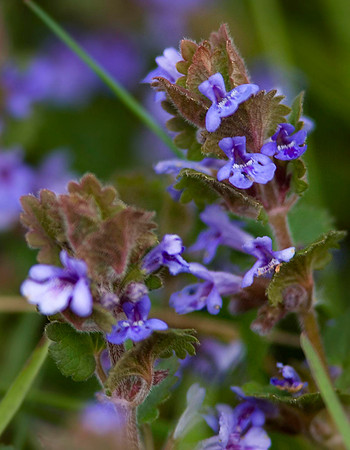 Sweet Violet