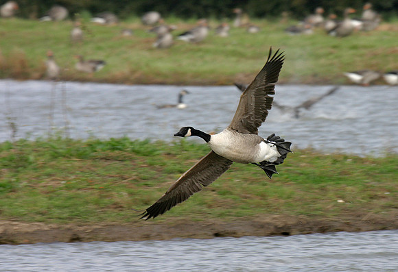 Canada Goose in flight