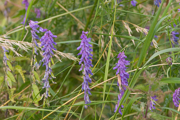Tufted Vetch