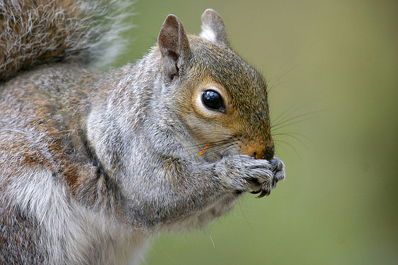 Grey Squirrel