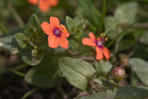 Scarlet Pimpernel