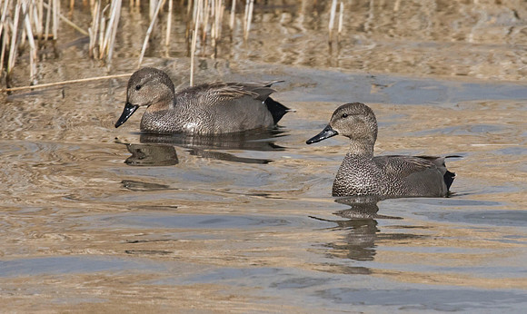 IMG_1516Gadwall pair @ Far Ings  - April 1st
