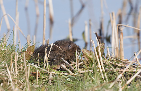 Water Vole