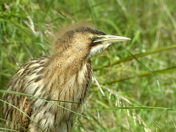 Juvinile Bittern - Far Ings Barton - July 2002 Digiscoped
