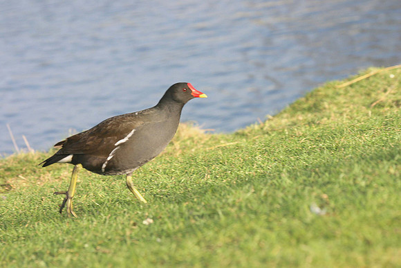 Moorhen