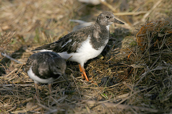Turnstone