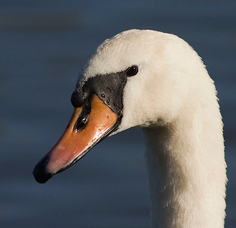 Mute Swan