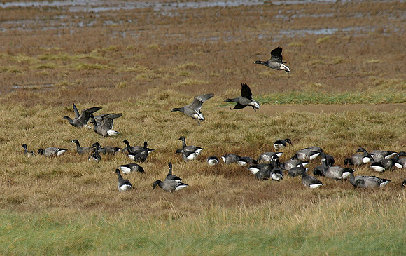 Brent Geese - Donna Nook