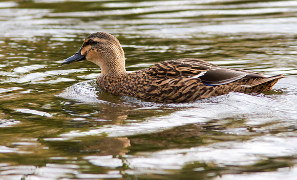 Mallard - female