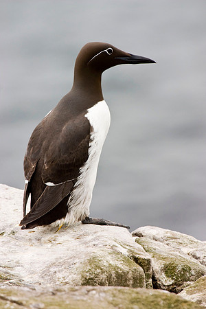 Guillemot - Farne Islands