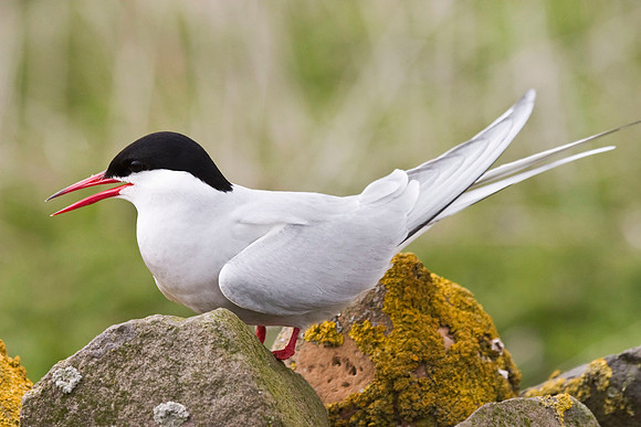 Common Tern - Farne Islands