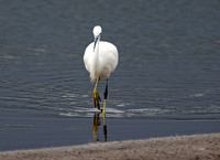 Little Egret