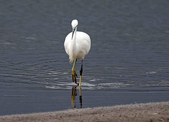 Little Egret
