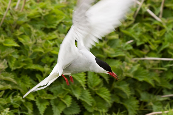Common Tern in flight - Farne Islands