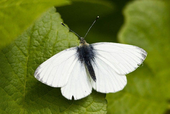 Dark-veined White