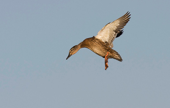 Mallard in flight