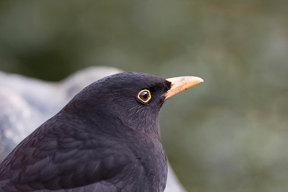 IMG_0966Blackbird  male - Feb 28