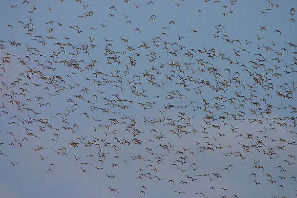 Winter visitors on Cleethorpes salt marsh