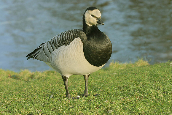 Brent Goose